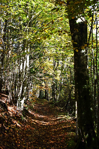 sentieri nel bosco